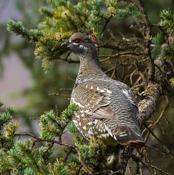 _MG_7592c.jpg - Spruce Grouse (Falcipennis canadensis)